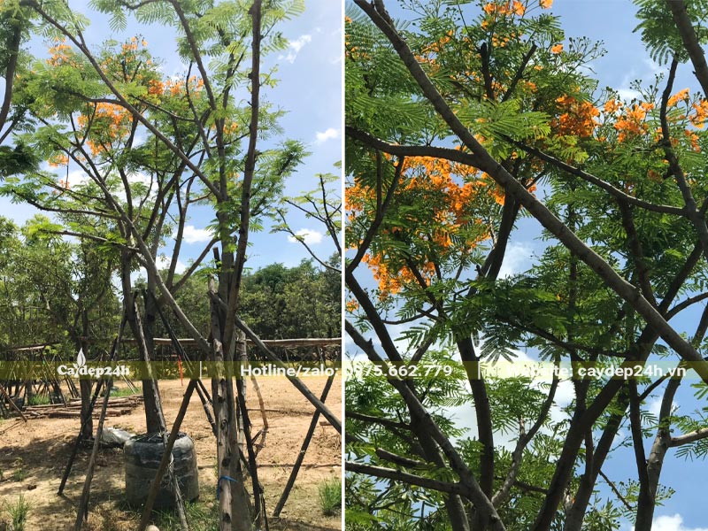 Phượng Vĩ hoa vàng đẹp, đã dâm ủ kỹ