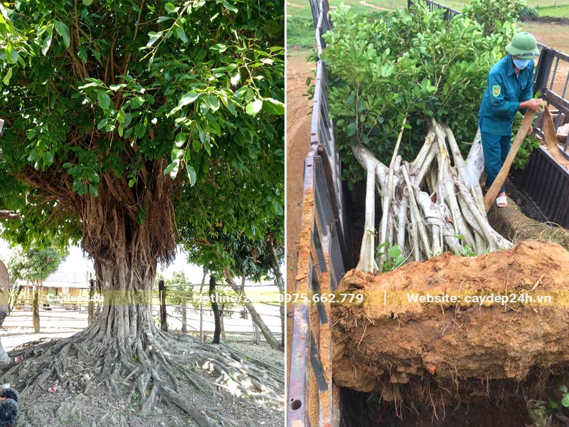 Bứng bầu và vận chuyển cây Sộp cổ thụ vanh 200 - 300