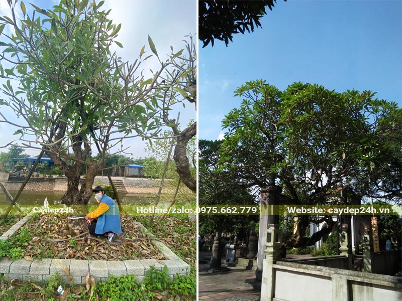 Bán cây Đại cổ thụ đường kính gốc 30 - 40cm để trồng ở chùa
