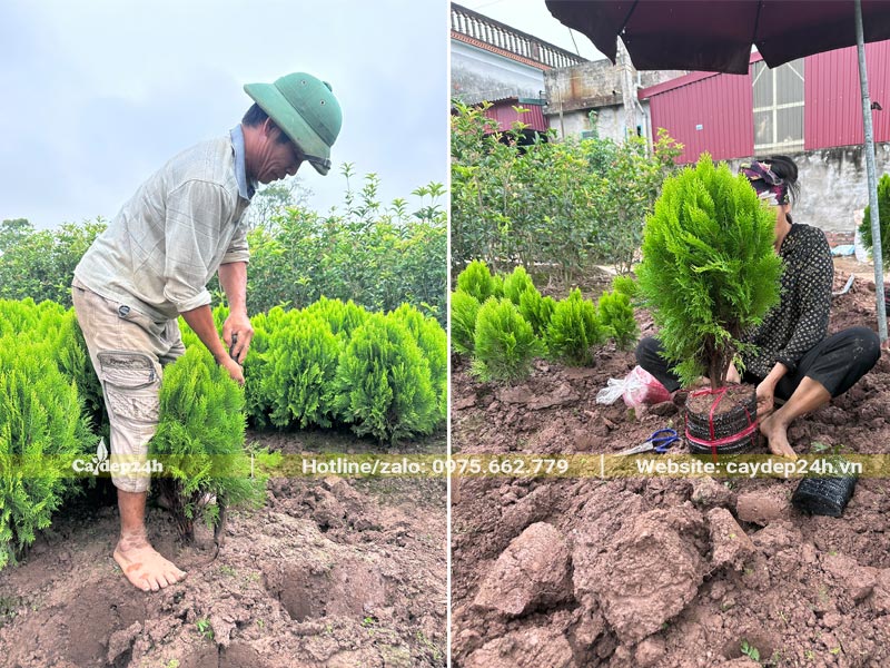 Công nhân đang bứng bầu từng cây vào dùng túi bầu đen, buộc dây chắc chắn