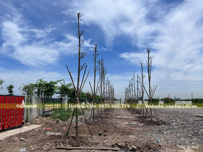 Hàng cây Bàng Đài Loan thẳng tắp mới thi công trồng cảnh quan tại Ninh Bình