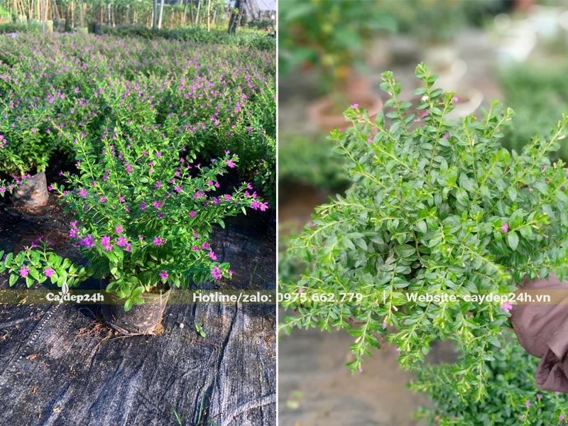 Cây Cẩm Tú Mai trồng sẵn trong bầu thành những bụi lớn để trồng nền thảm
