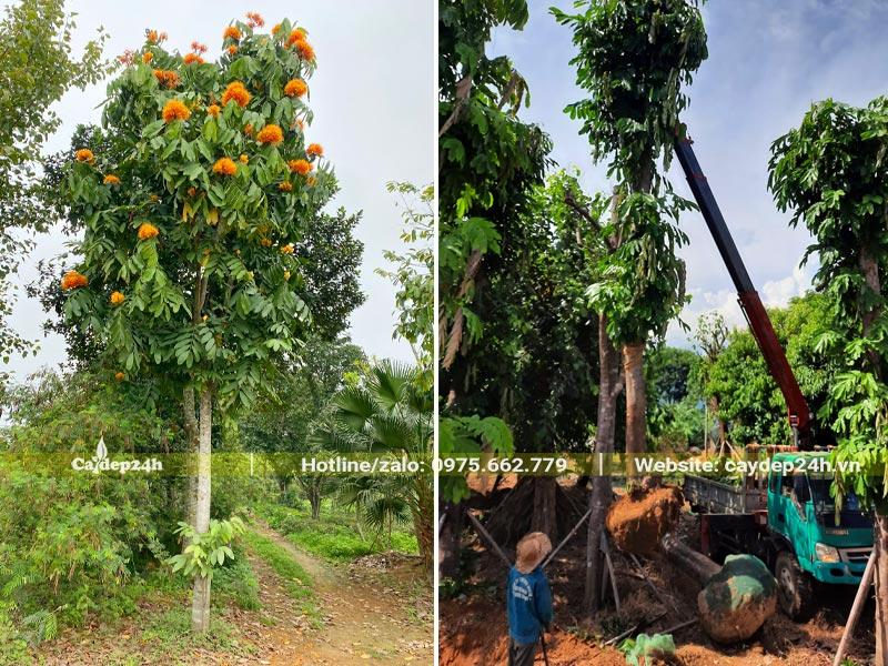 Bứng bầu và cẩu cây Vàng Anh đường kính từ 10cm lên xe