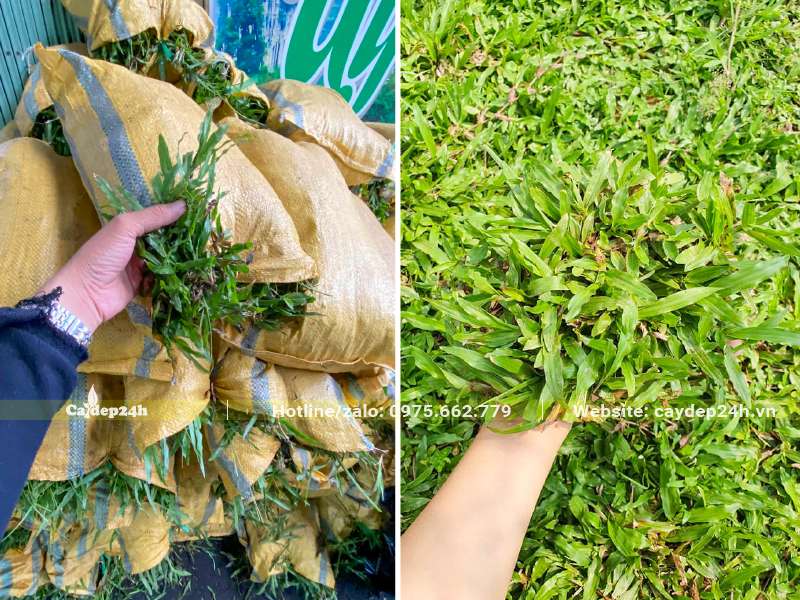 Thu hoạch cỏ lá gừng và đóng vào bao tải chắc chắn