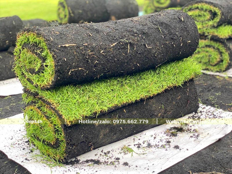 Cuộn cỏ Nhung Nhật bề ngang 50cm