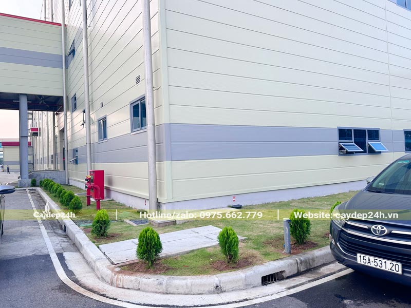 Hàng cây trồng viền đẹp trong nhà máy, khoảng cách từ 1,5 - 2m