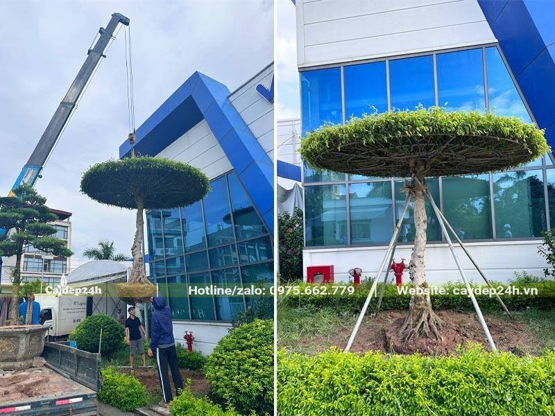 Thi công trồng cây Sanh bonsai cho tòa nhà văn phòng tại khu công nghiệp