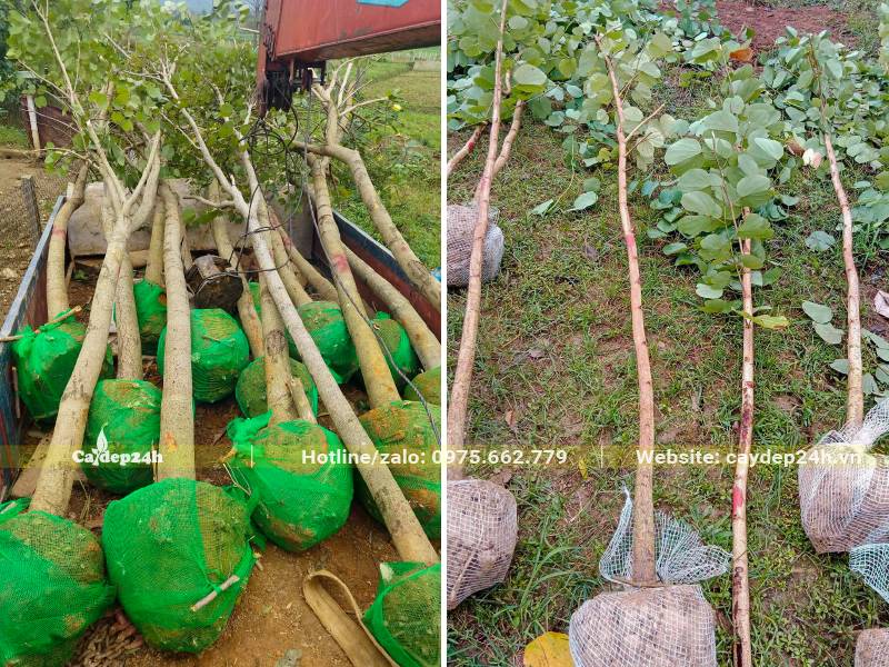 Ban Tây Bắc mới lớn đường kính 3 - 5cm, cây trưởng thành đk gốc 10cm