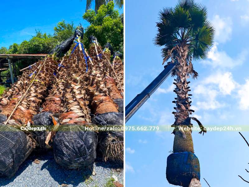 Từng cây Cọ Mỹ lóng thân cao hơn 3m đang được cẩu lên xe