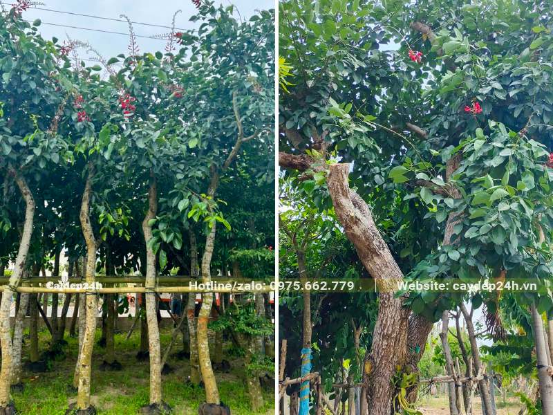 Cây Osaka đỏ cổ thụ, cây trưởng thành lâu năm