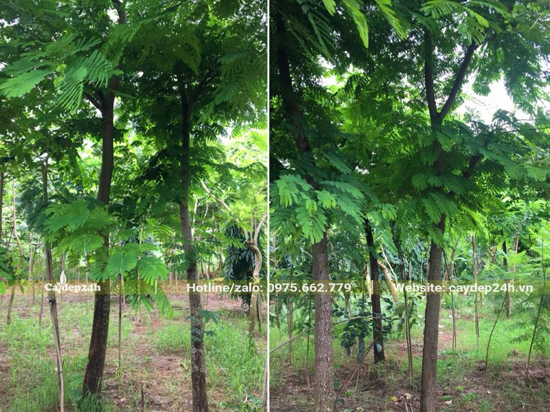 Cây hoa Phượng Vàng đã dâm ủ lâu năm, đường kính gốc 10 - 15cm