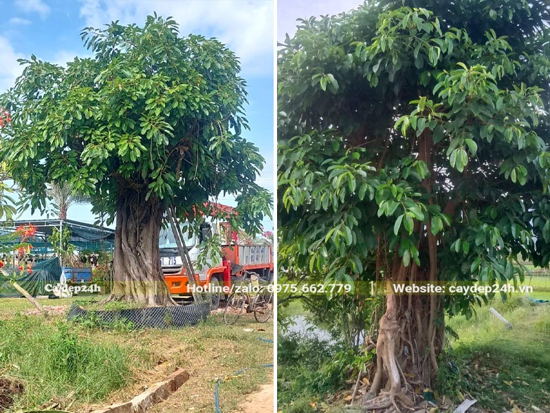 Cây Sộp lâu năm cao 3 - 4m, đường kính gốc từ 40 - 50cm