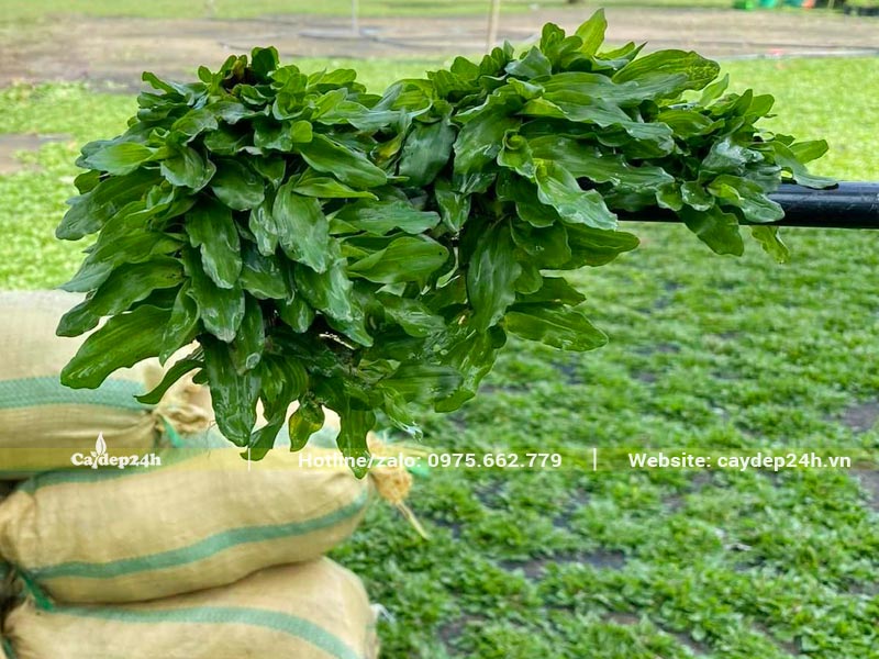 Cỏ trồng sân vườn đóng trong các bao lớn đã tách thành từng bụi