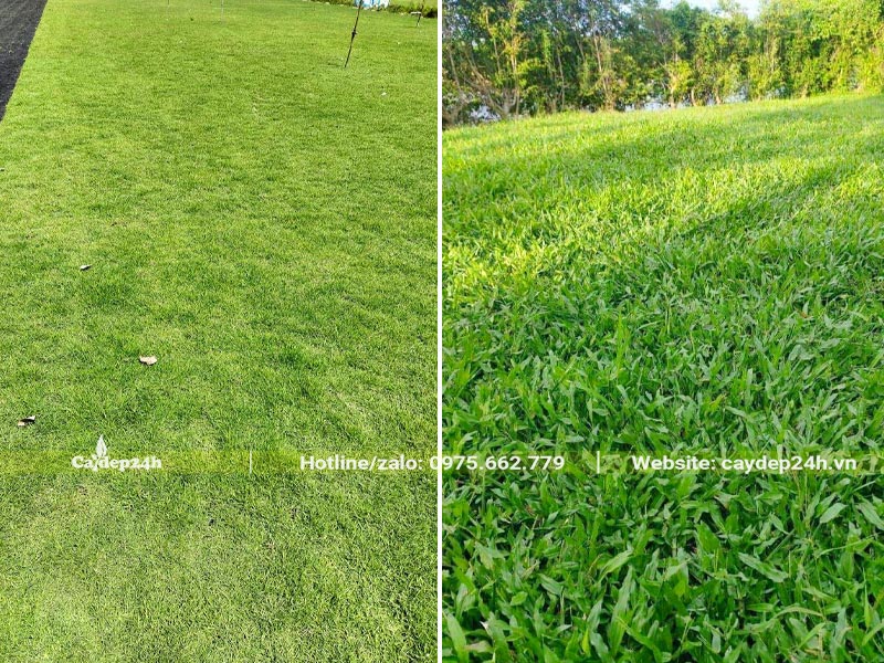 Thi công trồng cỏ Nhung Nhật và cỏ Lá Gừng