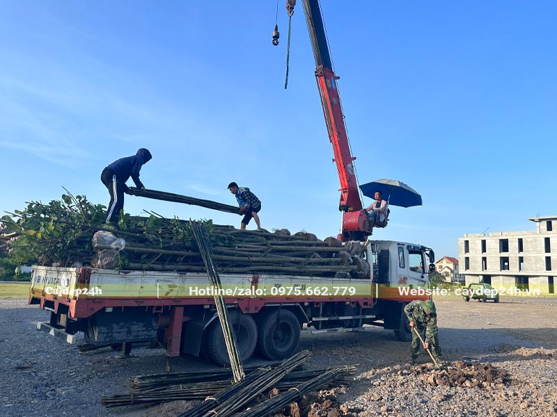 Xe tải đầu tiên chở cây trồng và cọc trống cho dự án trồng thi công trồng cảnh quan tại ninh bình