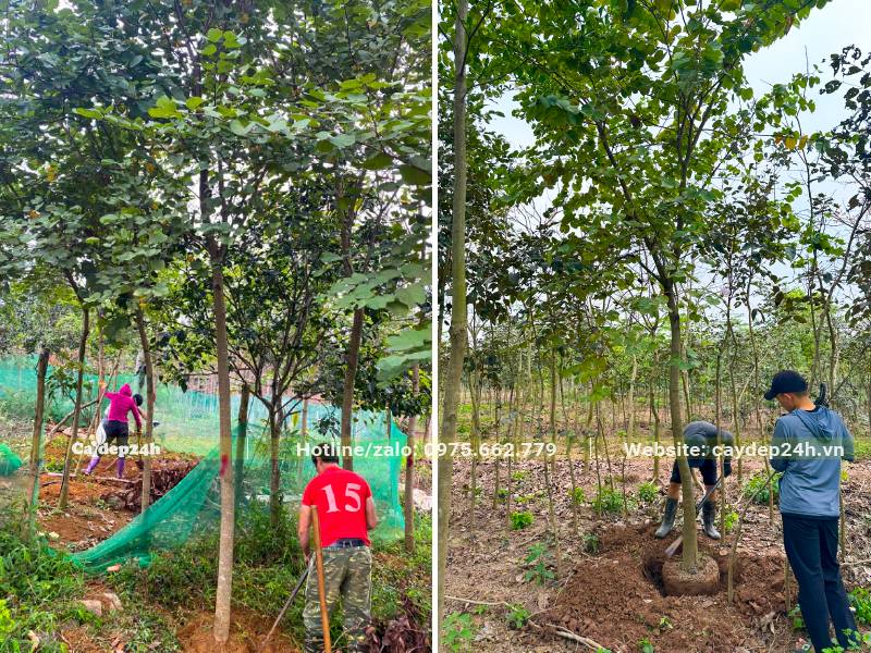 Bứng bầu cây ban tây bắc cao hơn 5m, đường kính bầu từ 10cm