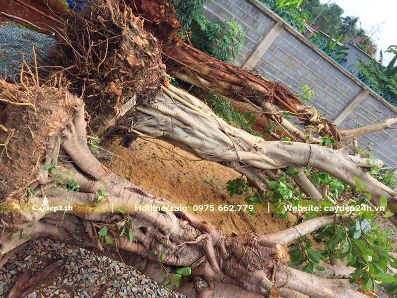 3 cây Sộp lâu năm đường kính gốc từ 50 - 60cm, bới bứng gốc và tỉa tay cành
