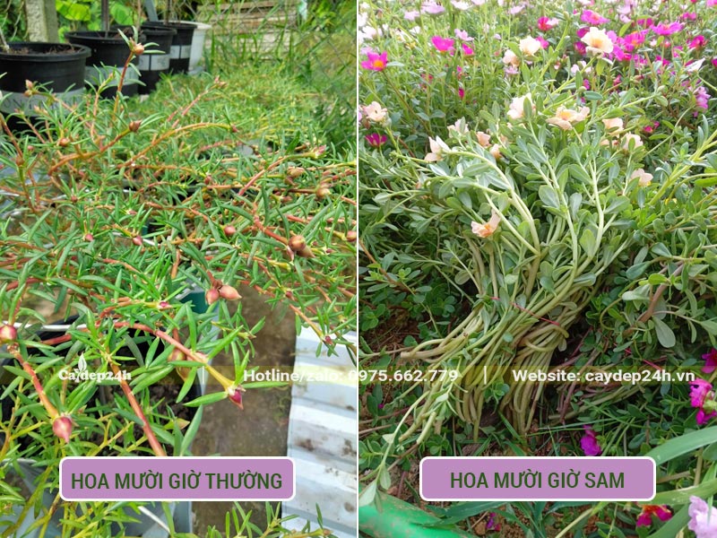 Hình ảnh phân biệt Hoa Mười Giờ thường và Hoa Mười Giờ Sam