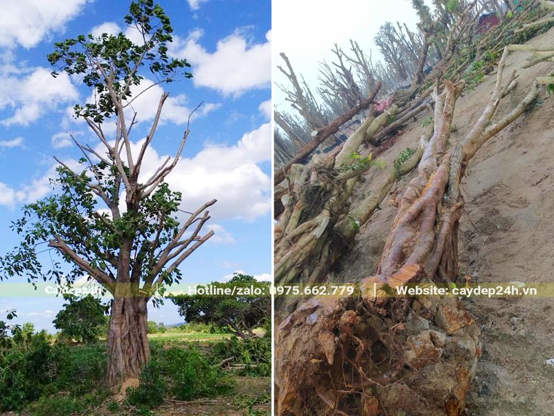 Bứng bầu số lượng lớn cây Sộp lâu năm