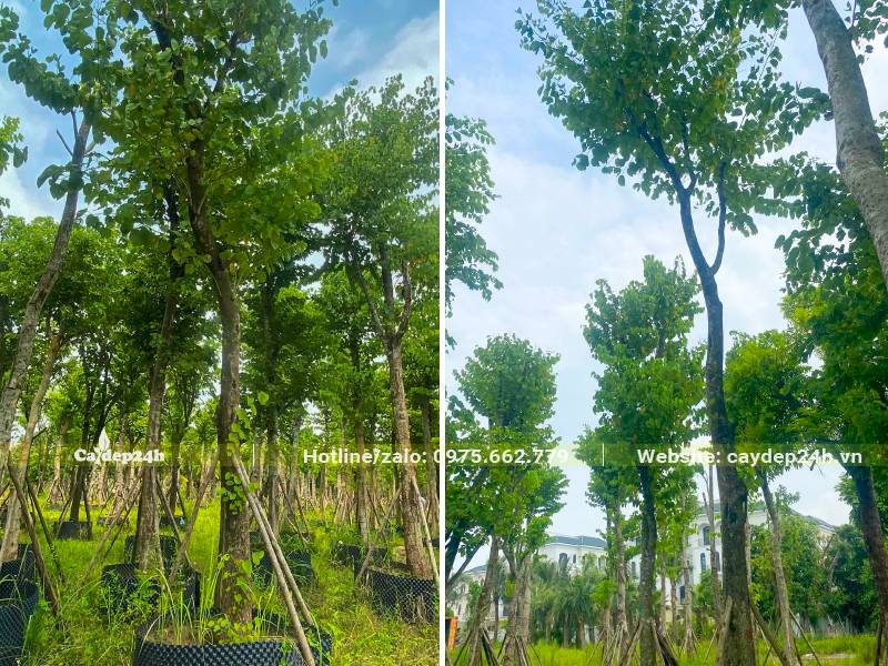 Vườn cây hoa ban tây bắc ủ bầu nổi, vanh khoảng 25 - 35