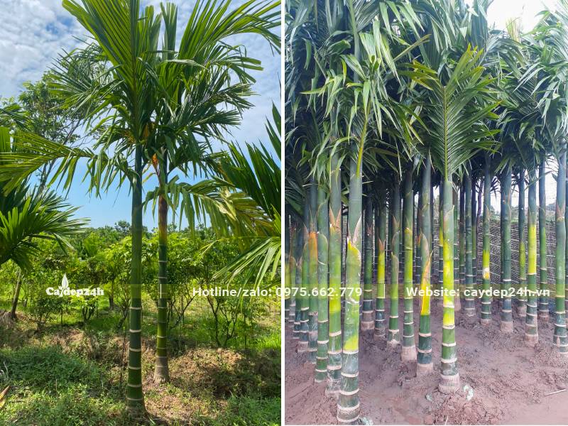 Cau Ta cùng kích thước có loại đánh thẳng, có cả loại đang dâm ủ kỹ