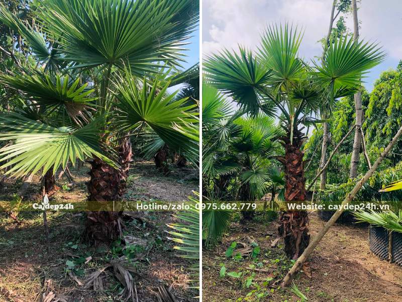 Vườn Cọ Mỹ đánh thẳng lóng cao từ 1 - 2m