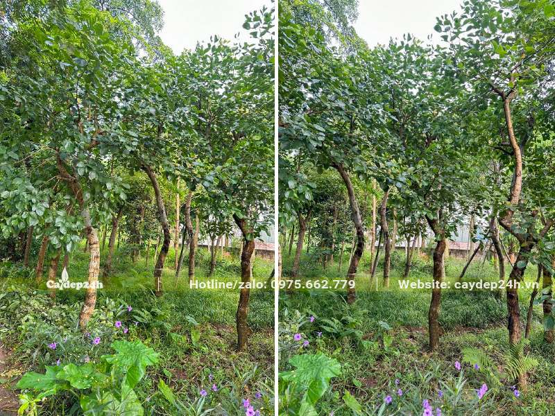 Vườn nuôi trồng quy mô lớn, hàng trăm cây Osaka đỏ đường kính gốc 10 - 15cm