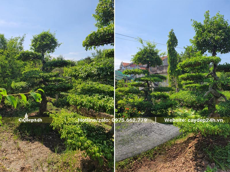 Vườn cây Sanh cảnh đã tạo dáng thế đẹp, cây lâu năm chiều cao từ 2m trở lên