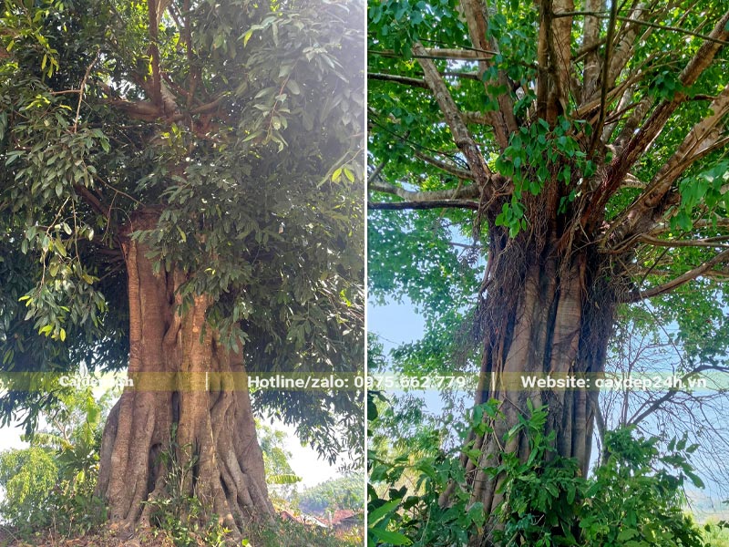 Cây Sộp cổ thụ đường kính gốc 50 - 70cm