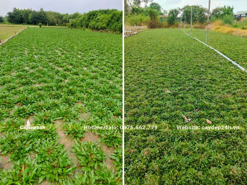 Chăm sóc vườn cỏ lá gừng trồng được 20 - 30 ngày