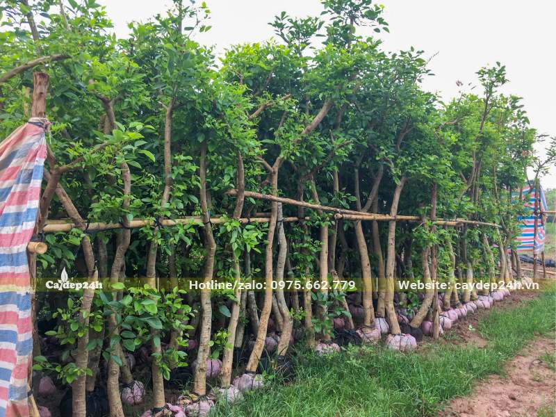 Hàng trăm cây hoa Osaka đỏ cao 3,5 - 4m đã tỉa tay cành và dâm ủ trong bầu