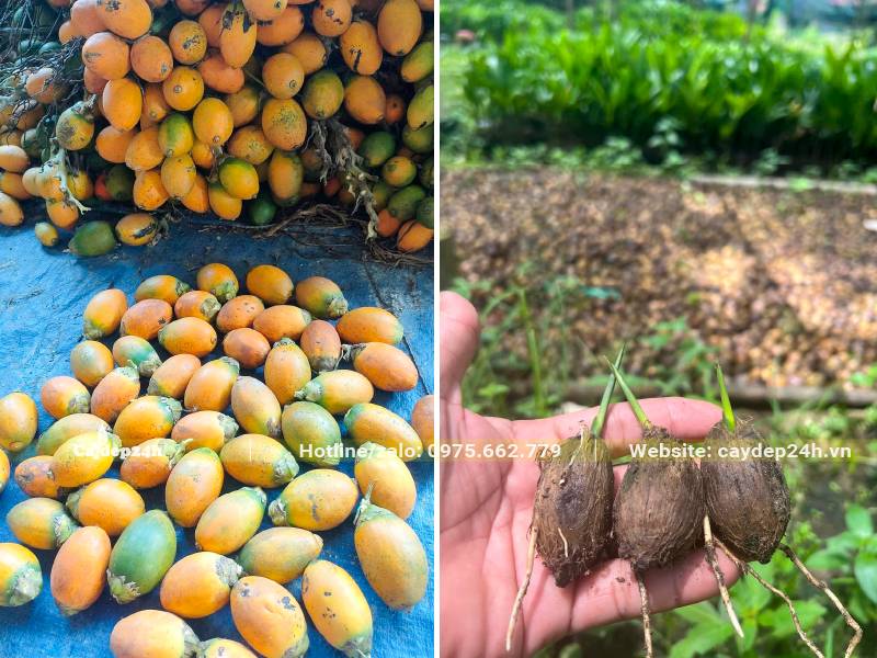 Quả Cau già đem ươm đến khi nảy mầm thì trồng vào bầu đất