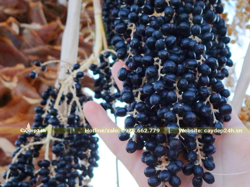 Chùm quả Cọ Mỹ đã chín có màu tím đen