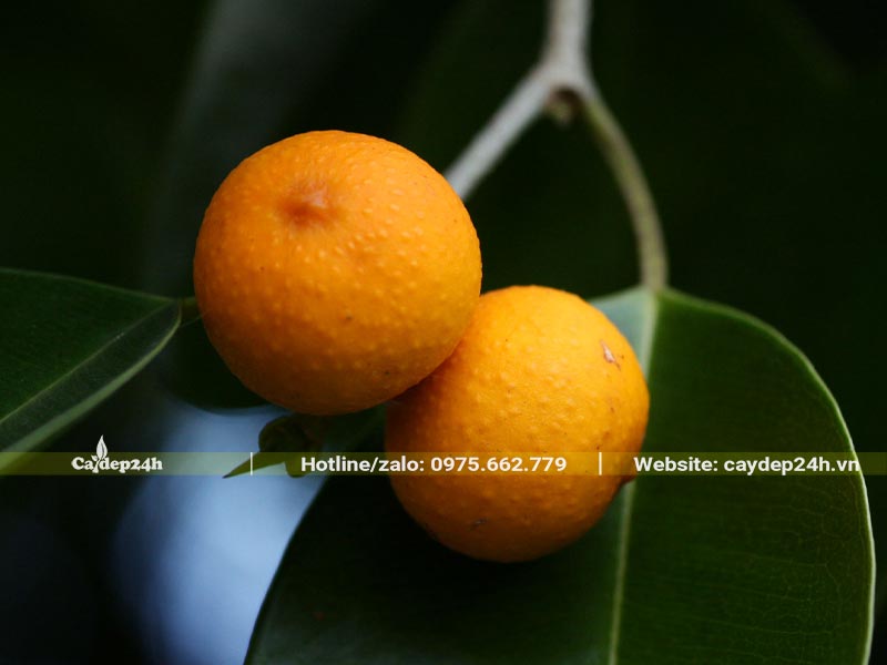 Quả Sanh đã chín vàng