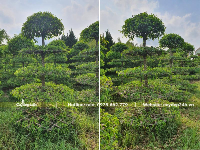 Cắt tỉa tạo tán tròn cho cây Sanh cao 2m2
