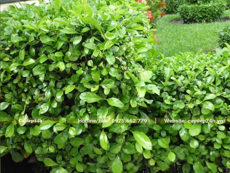 Hàng rào bằng cây Ắc Ó, cắt tỉa và tạo dáng phân tầng đẹp