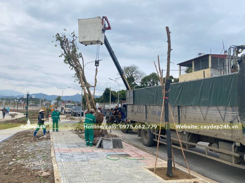 Trồng và chống cây Ban Tây Bắc trên vỉa hè đường phố