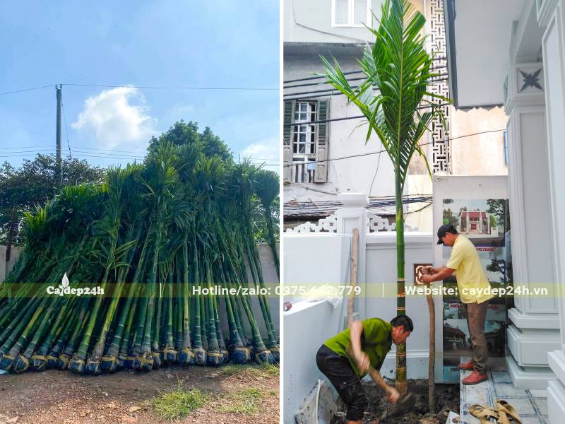 Trồng cây Cau Ta trong sân, xung quanh nhà biệt thự