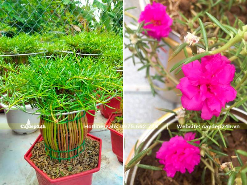 Chậu cây hoa Mười Giờ đẹp, uốn tạo dáng cực kỳ đẹp