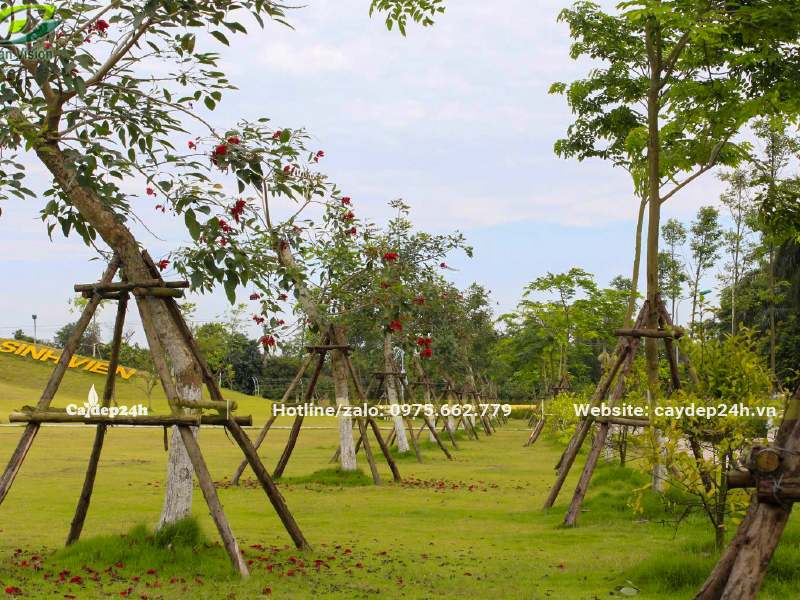 Hàng cây hoa Osaka đỏ trồng trong công viên được chống cóc gỗ chắc chắn