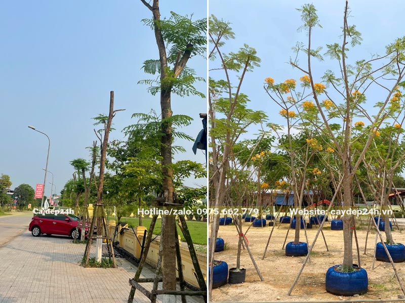 Cây Phượng Vàng kích thước lớn, đã chống cọc bạch đàn chắc chắn