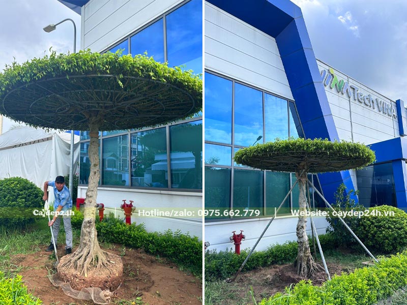 Trồng cây Sanh cảnh dáng đẹp cho tòa nhà văn phòng