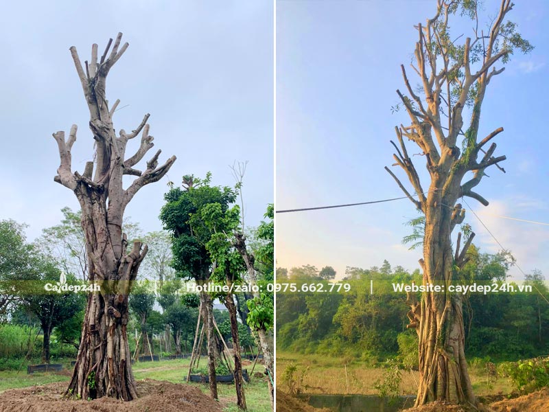 Trồng dâm ủ 2 cây Sộp hàng chục năm tuổi, chiều cao 5 - 7m