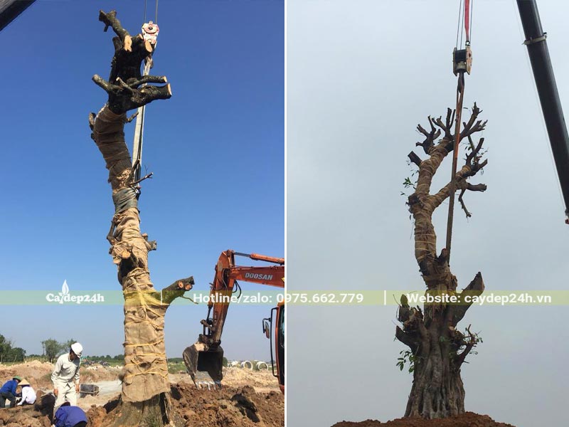 Thi công trồng cây Sộp cổ thụ cao 5 - 6m