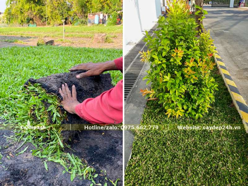Trồng thảm có lá gừng ở bồn hoa, dải phân cách đường phố