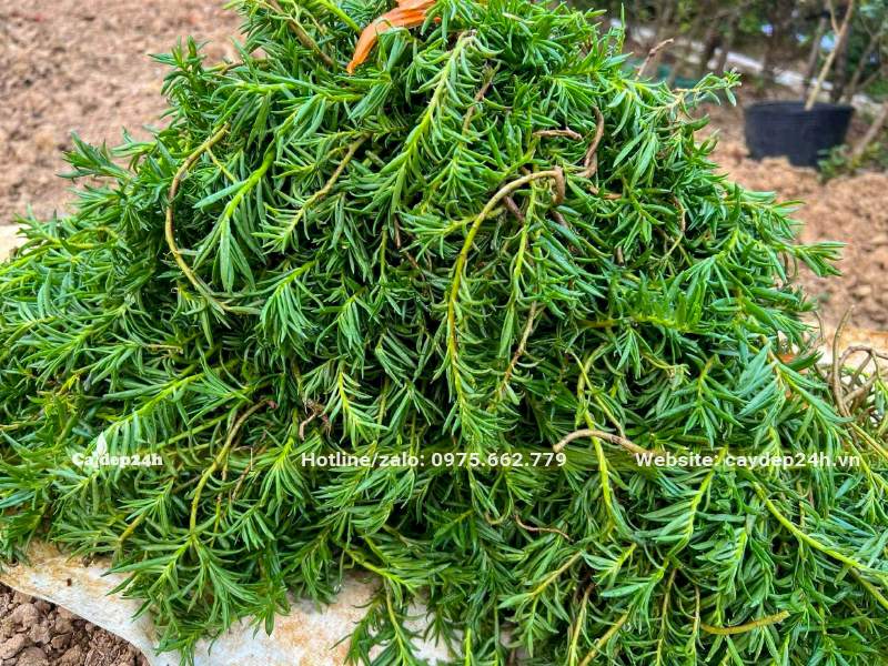 Mua cành hoa Mười Giờ tại nhà vườn về trồng