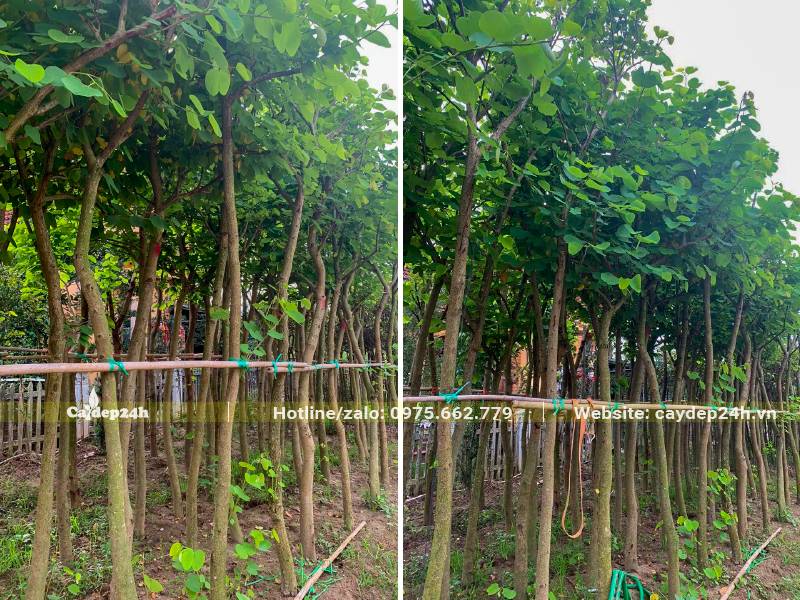 Vườn dâm ủ hàng trăm cây Ban trắng Tây Bắc đường kính gốc 10cm