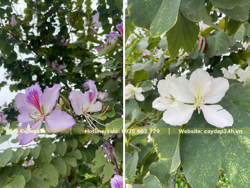 Chiêm ngưỡng sự khác nhau về màu sắc của các loại hoa ban Tây Bắc