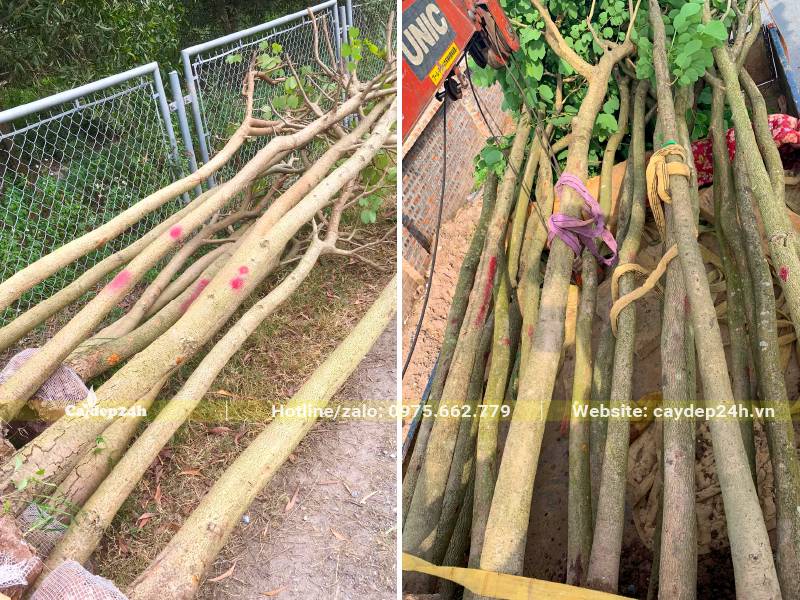 Ban Tây Bắc công trình chiều cao 5 - 6m, đường kính gốc 15cm trở lên