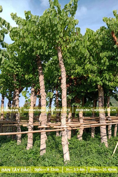 Vườn dâm ủ cây Ban Trắng Tây Bắc có dựng giàn đỡ bằng cây hóp